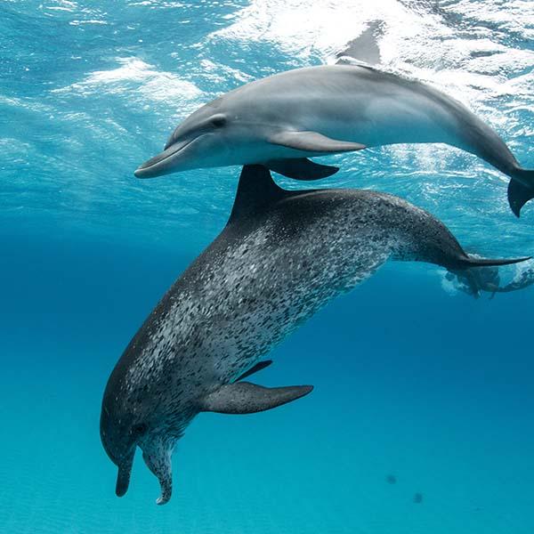 Dolphin Connection